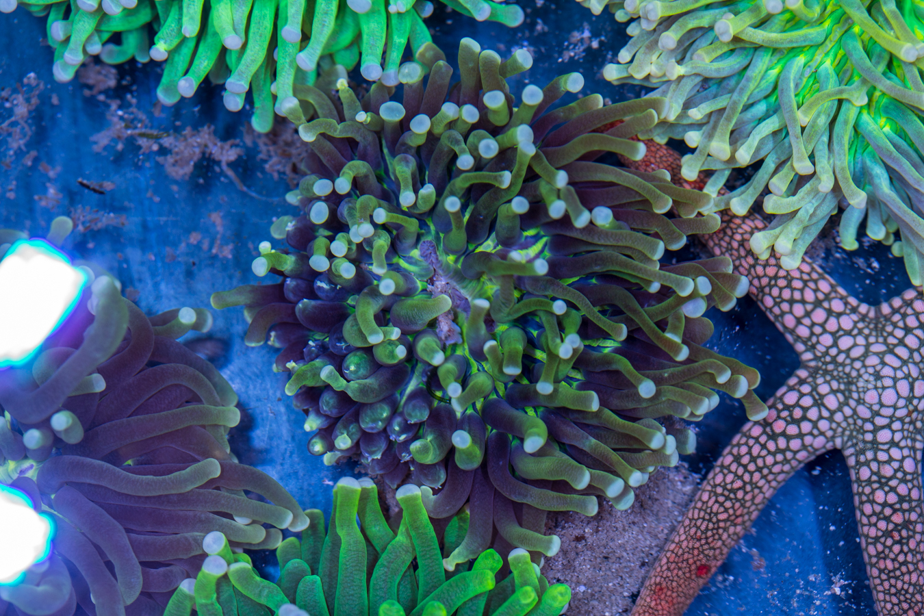 Heliofungia 1 Heliofungia