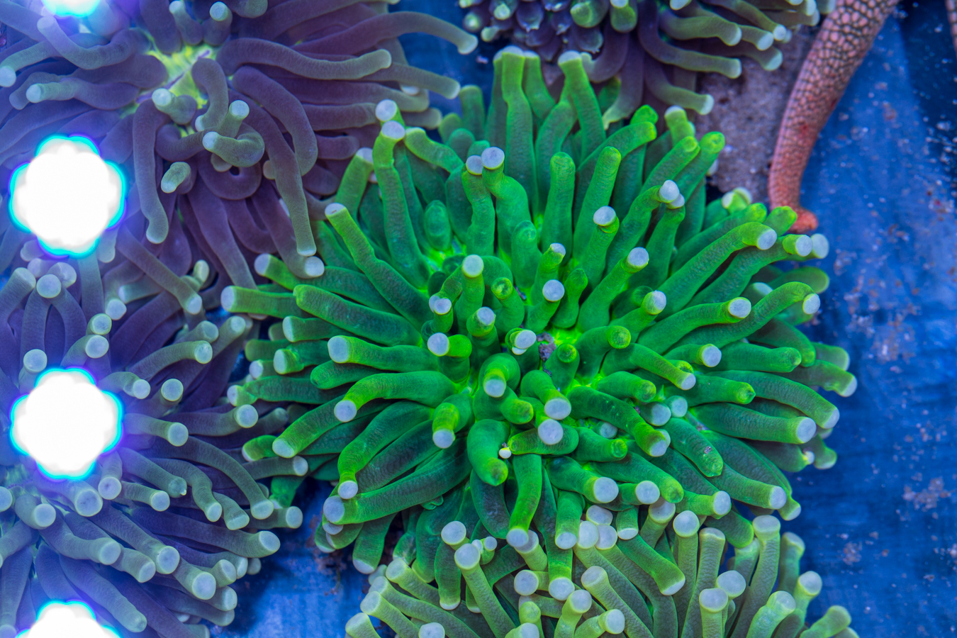 Heliofungia 1 Heliofungia