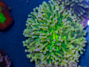 Heliofungia - Sun God