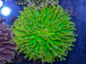 Heliofungia - Sun God