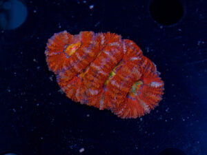 Acan - Lord Howe