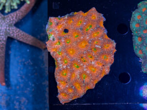 Acan - Echinata