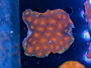 Acan - Echinata