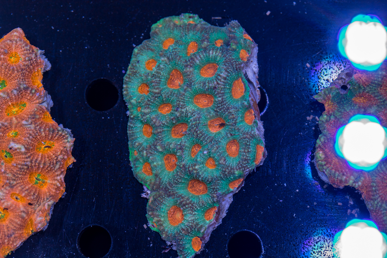 Acan - Echinata 1 Acan - Echinata