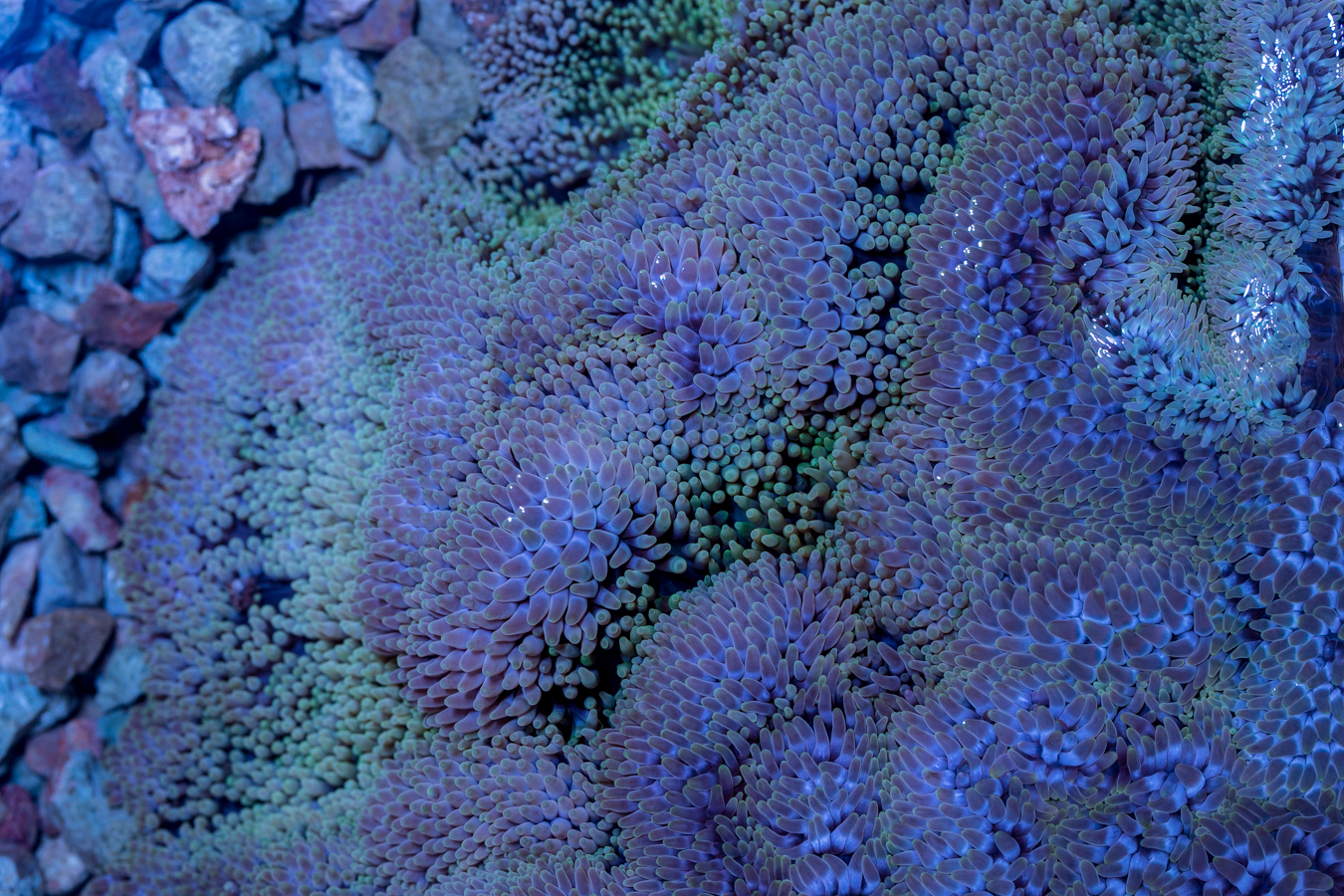 Gigantea Anemone 1 Gigantea Anemone