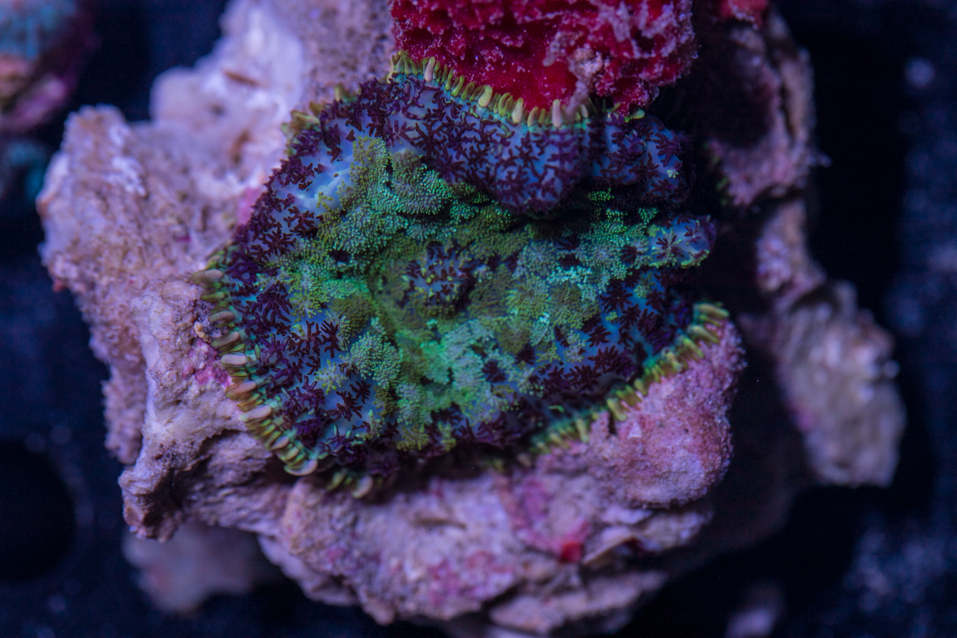 Rhodactus 1 Rhodactus