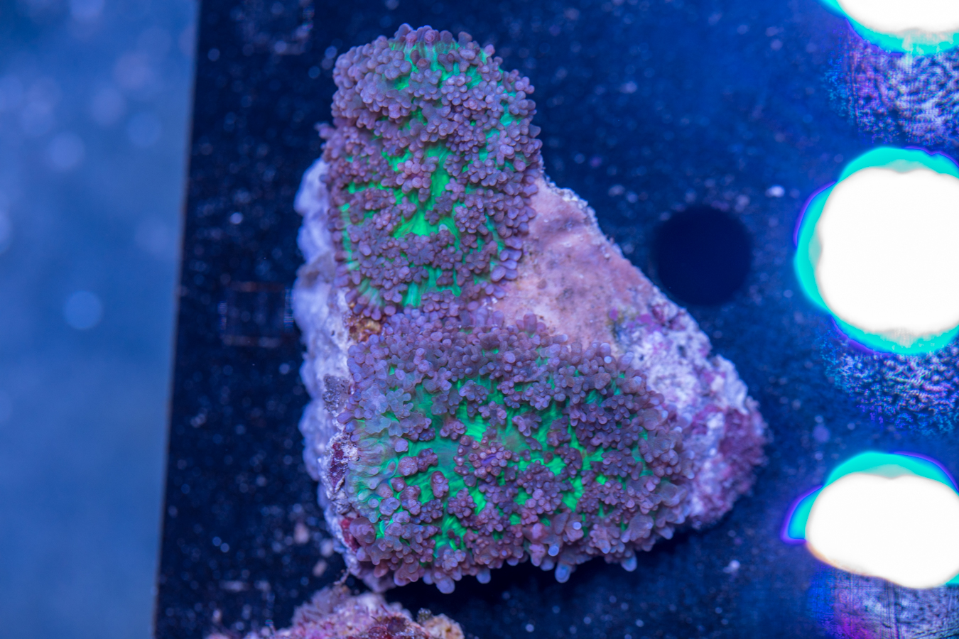 Corallimorph 1 Corallimorph