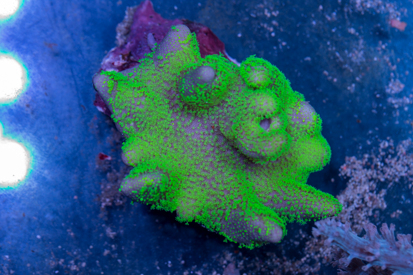 Toadstool Leather 1 Toadstool Leather