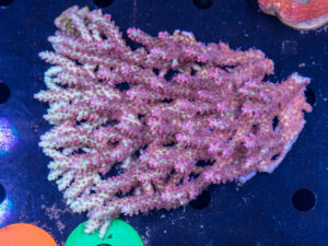 Acropora
