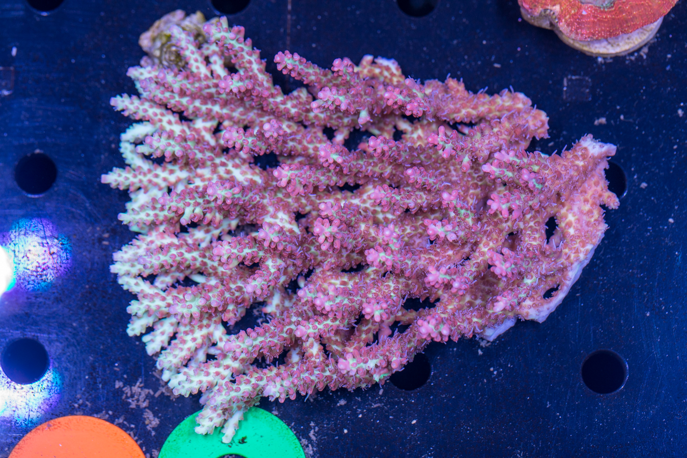 Acropora 1 Acropora