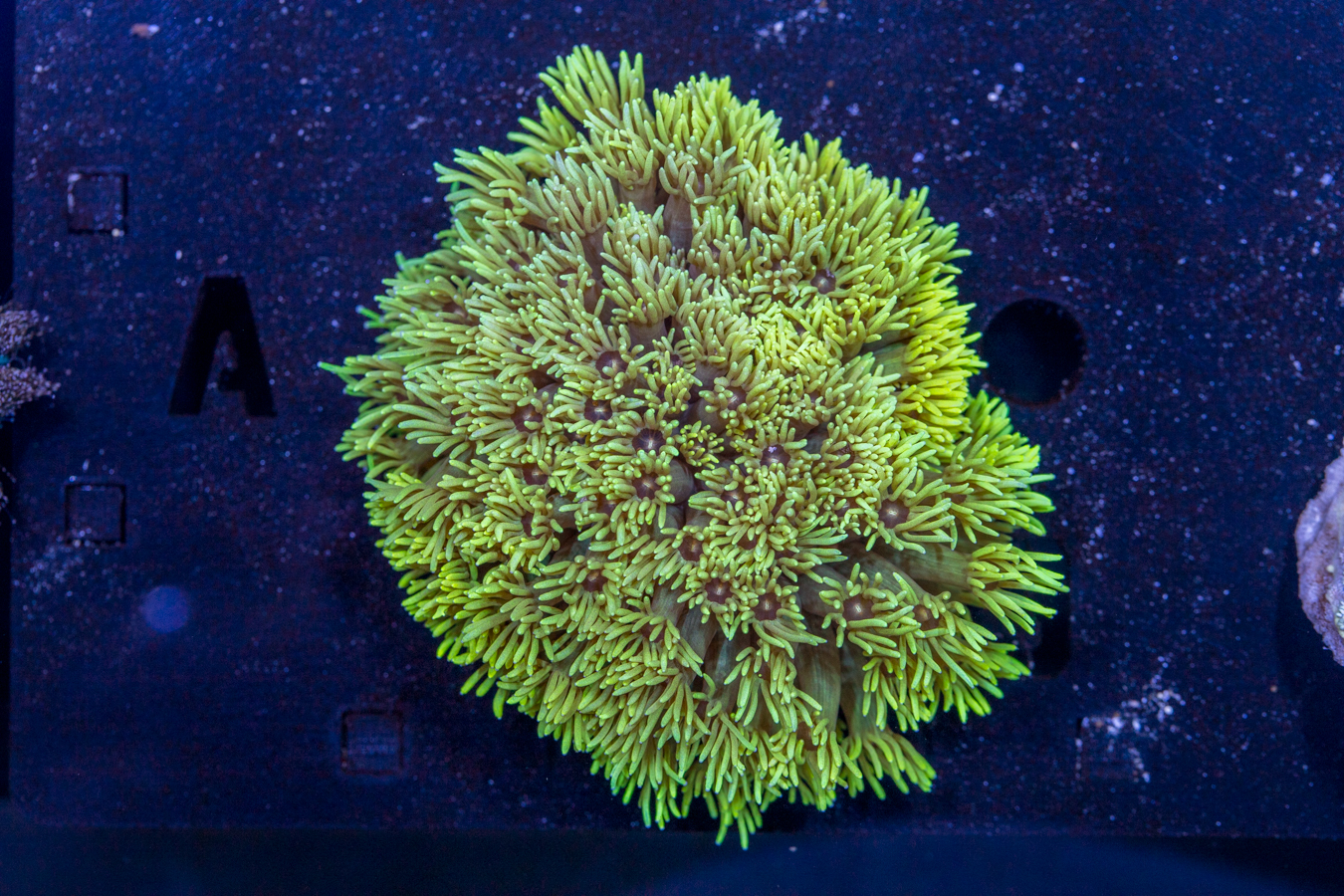 Goniopora 1 Goniopora