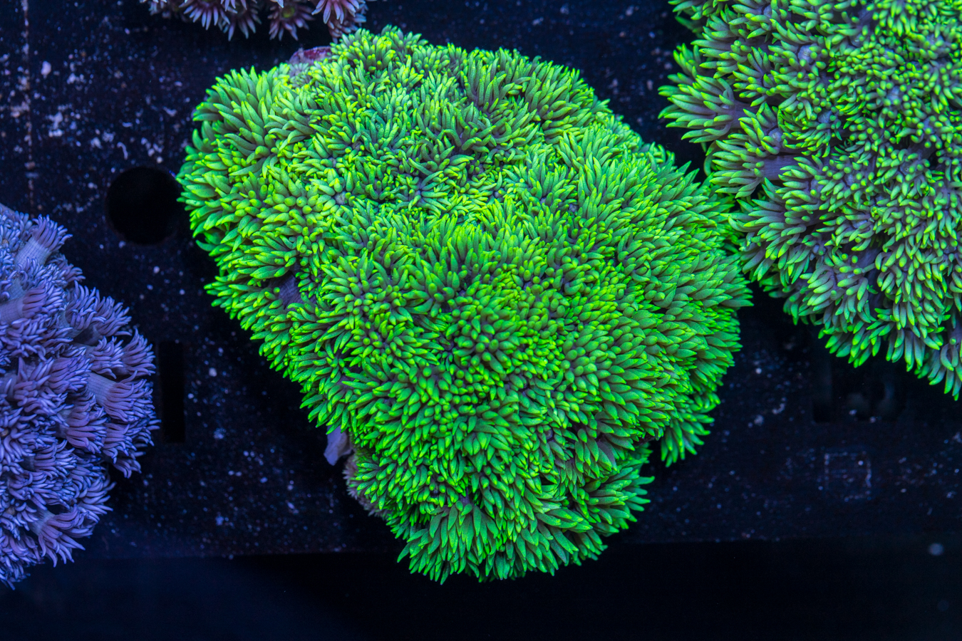 Goniopora 1 Goniopora