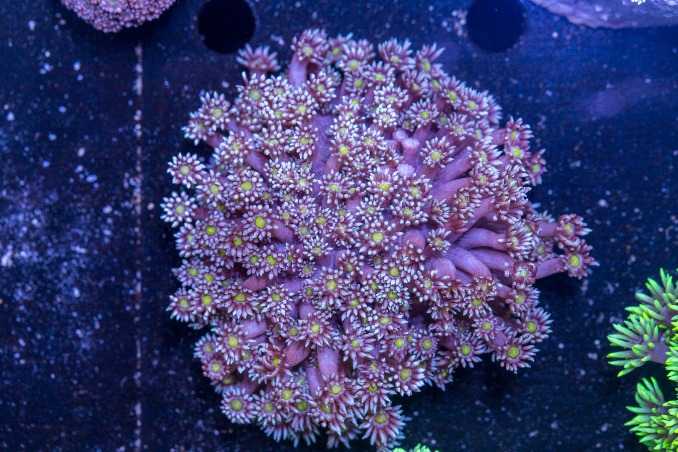 Goniopora 1 Goniopora