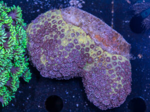 Goniopora - LA Laker