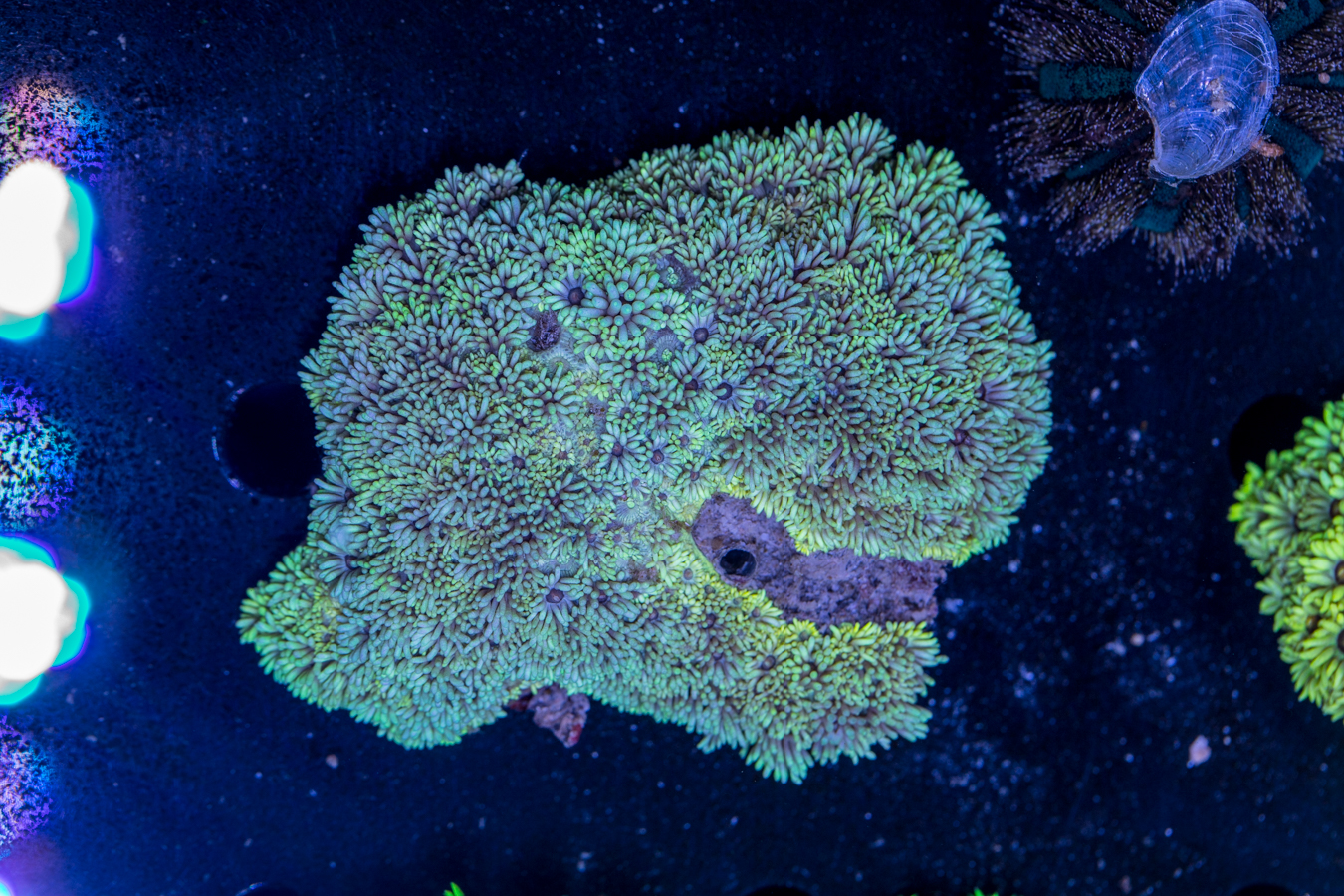 Goniopora 1 Goniopora