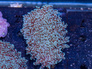 Frogspawn