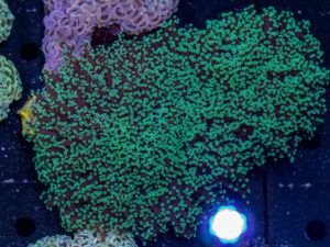 Frogspawn