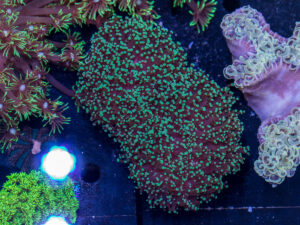 Frogspawn