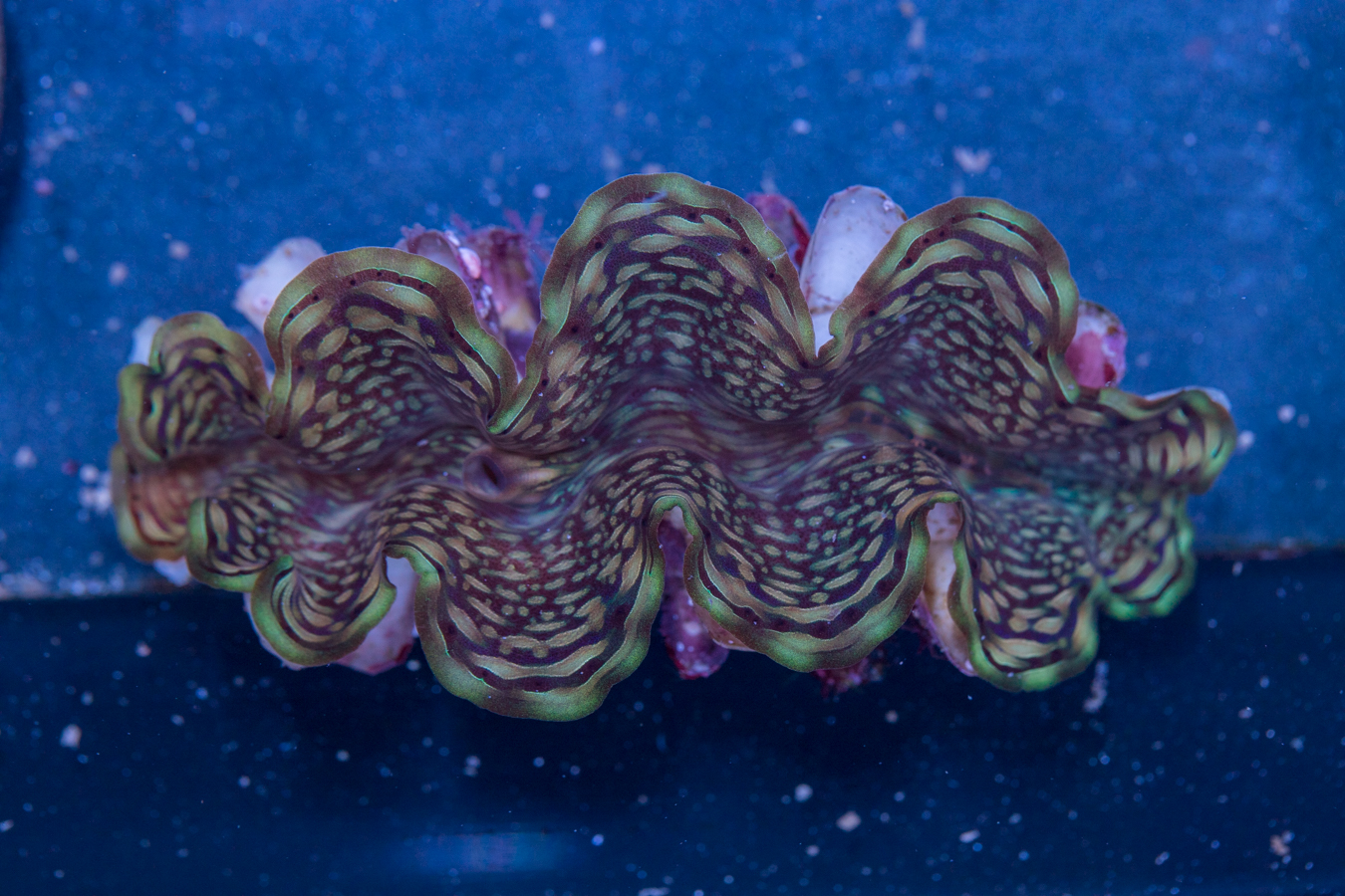 Clam - Squamosa 1 Clam - Squamosa