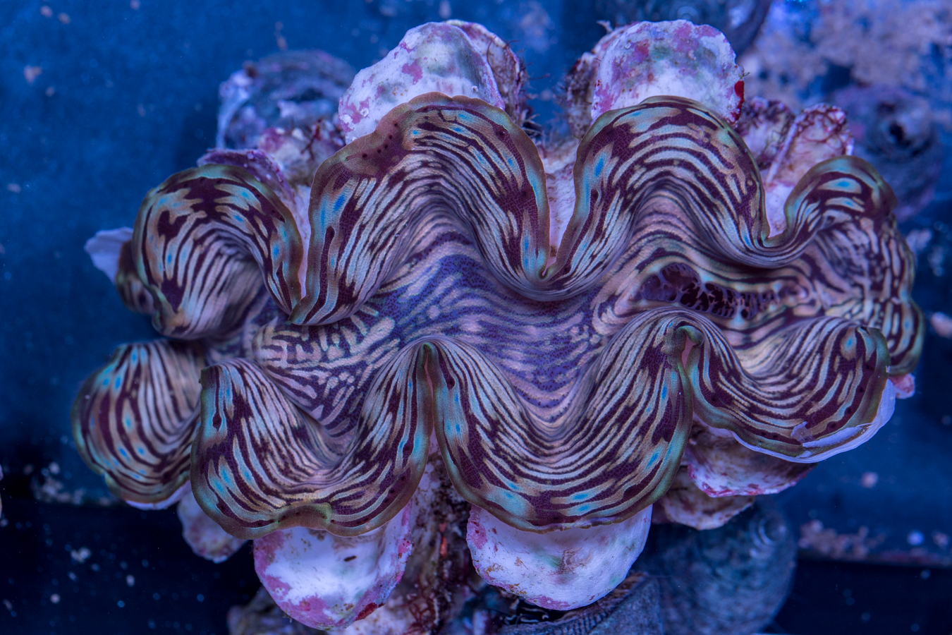 Clam - Squamosa 1 Clam - Squamosa