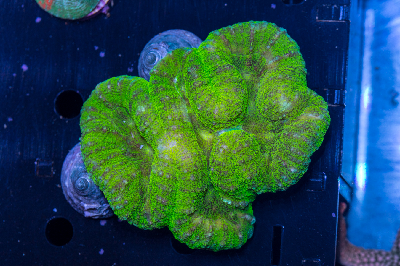 Lobophyllia 1 Lobophyllia