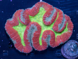 Lobophyllia