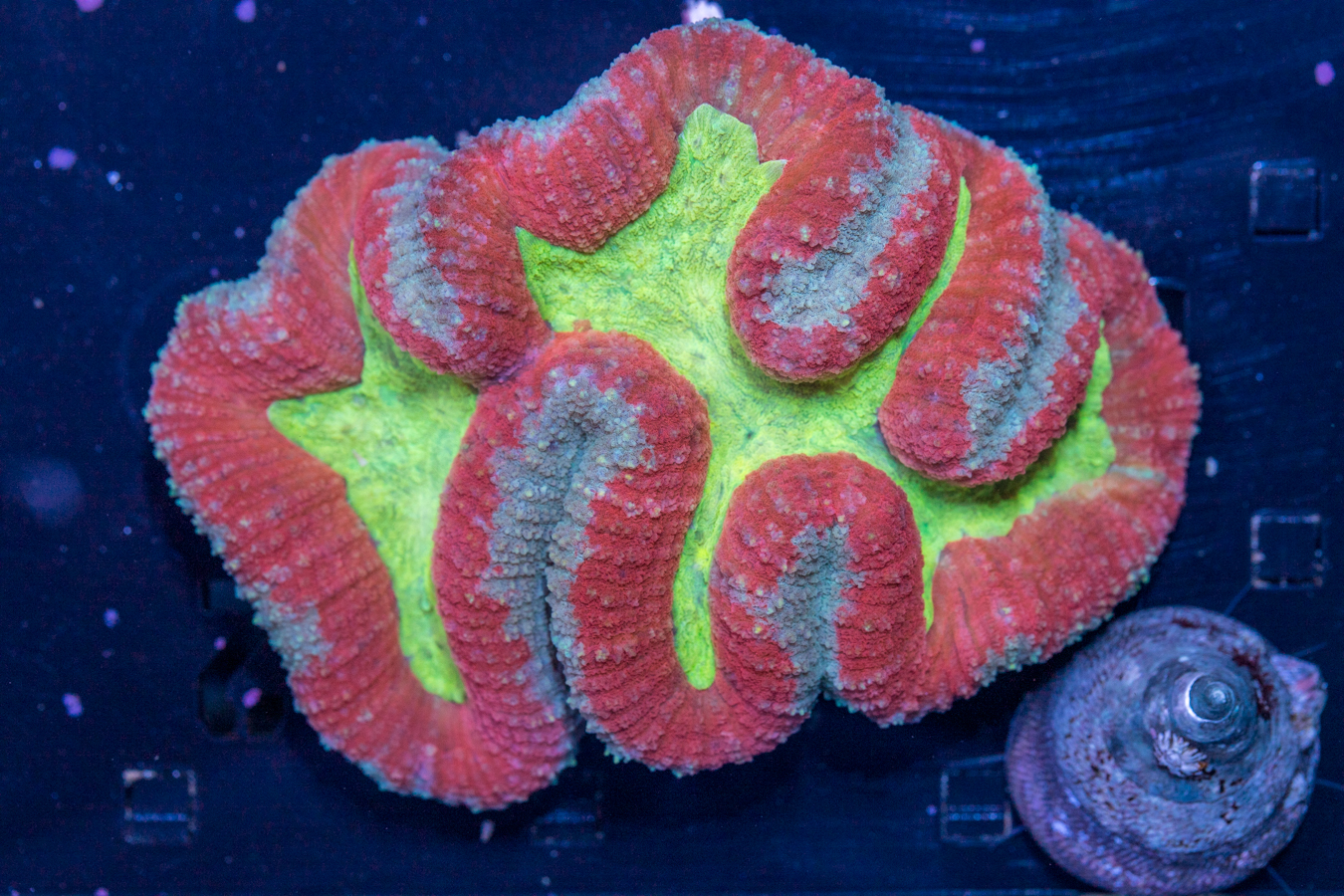Lobophyllia 1 Lobophyllia