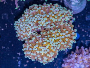 Torch - Mint Tip Gold