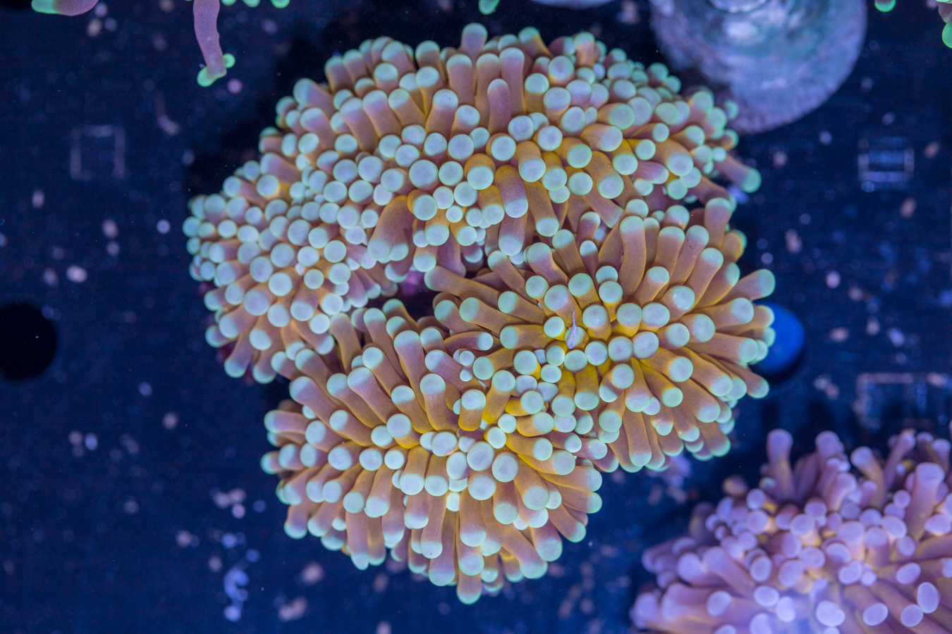 Torch - Mint Tip Gold 1 Torch - Mint Tip Gold