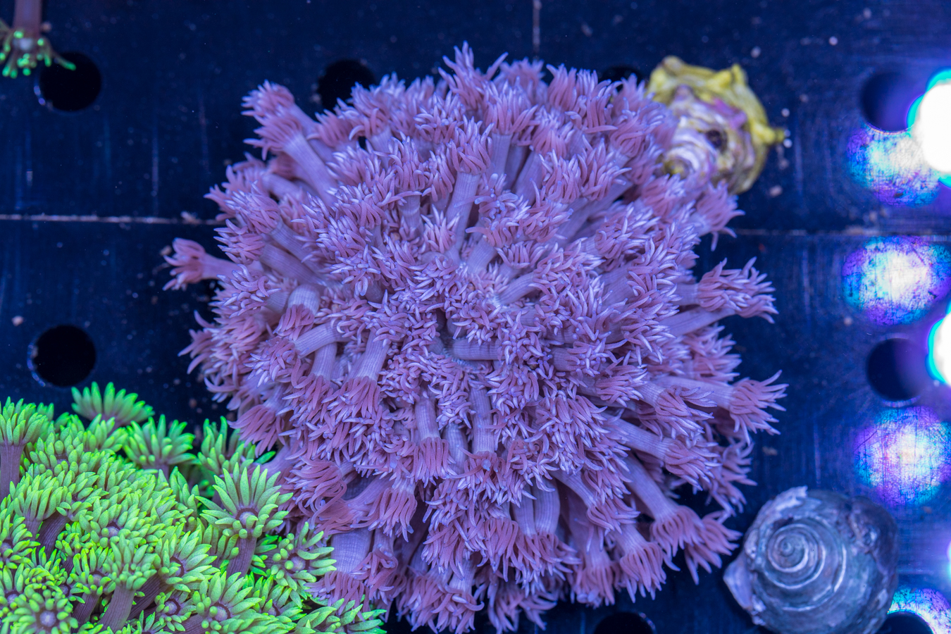 Goniopora 1 Goniopora