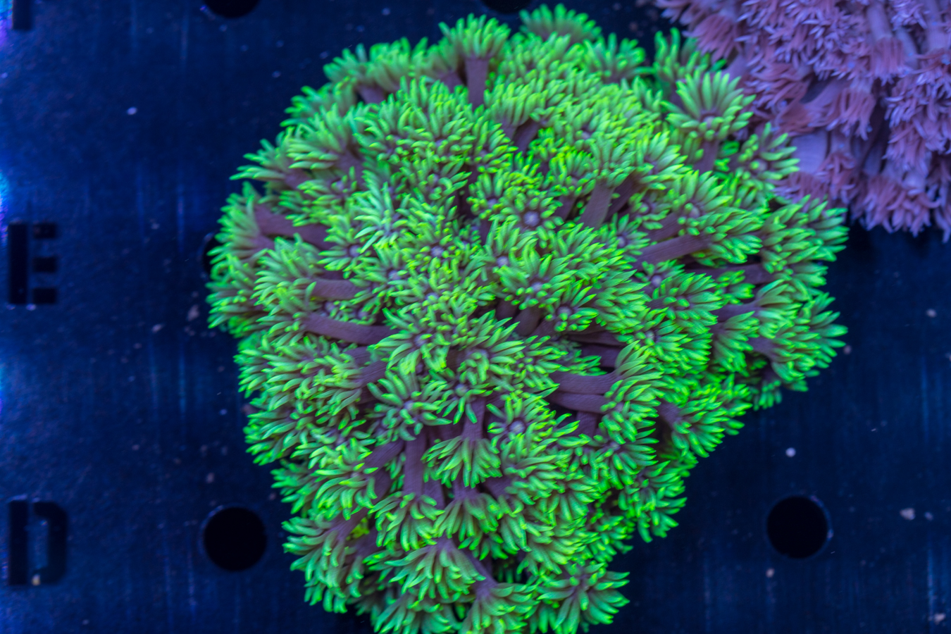 Goniopora 1 Goniopora