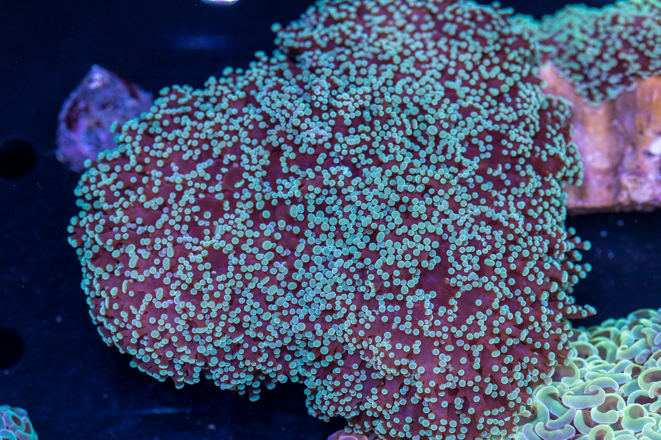 Frogspawn 1 Frogspawn