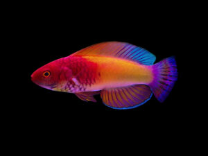 Red Velvet Fairy Wrasse