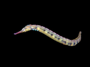 Dragonface Pipefish