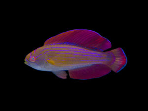 Eightline Flasher Wrasse