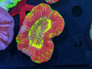 Trachyphyllia