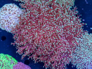 Frogspawn