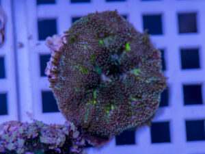 Mini Maxi Anemone