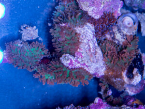 Corallimorph