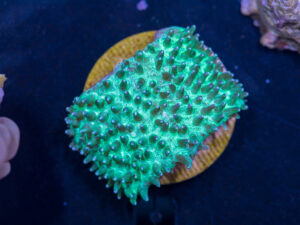 A09 - Slipper Fungia
