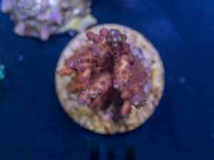 A10 - Acropora
