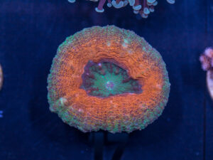 A17 - Lobophyllia