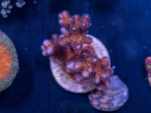 A18 - Pocillopora