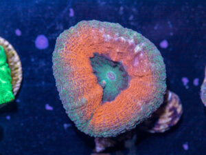A23 - Lobophyllia