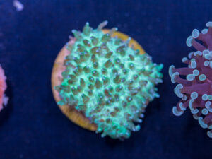B16 - Slipper Fungia