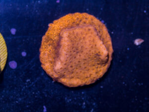 B23 - Leptastrea