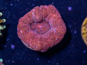 B26 - Acan Bowerbanki