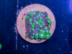 C11 - Alveopora