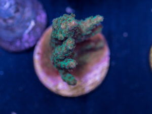 C16 - Acropora