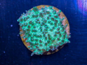 C20 - Slipper Fungia